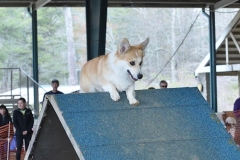 Canine Capers Agility Trial