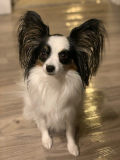 Bella