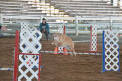 Winnie-Agility-March-2020-1_R